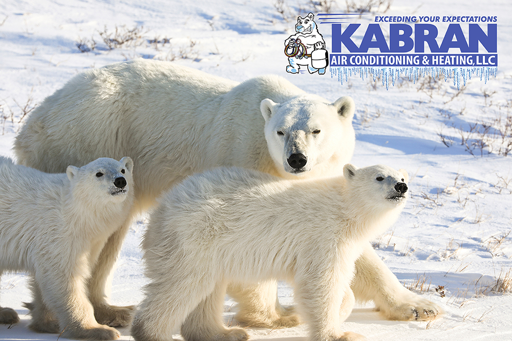 photo of polar bear family